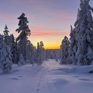 Upplega i träden. Snö i träden. Vinter.