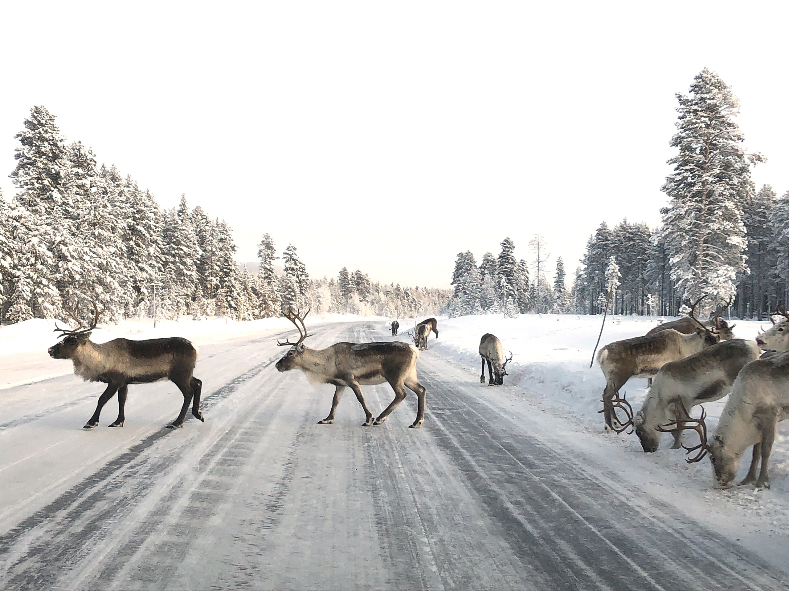 Renar på väg, vägrenar, ren, vinterväg, vägsalt